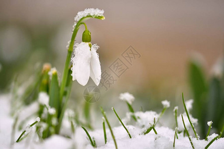 雪花莲春天的花朵图片