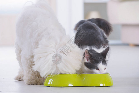小狗麦芽和猫在家里吃碗里图片