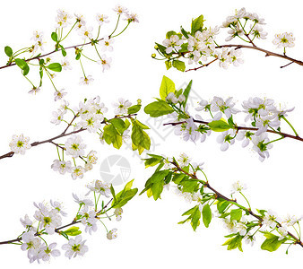孤立在白色背景上的樱桃树花集合图片