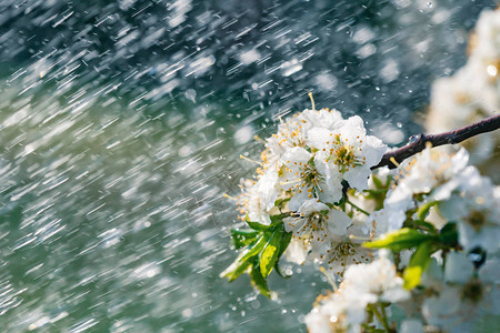 花园里的春雨春日雨中樱桃李的白花图片