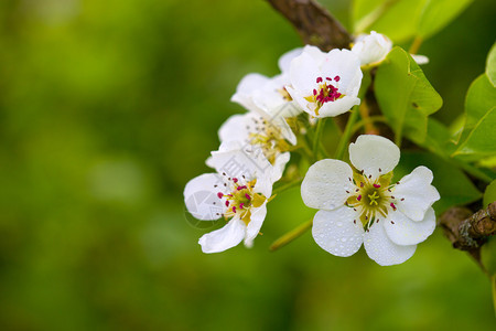 春天花园里的白树开花背景图片