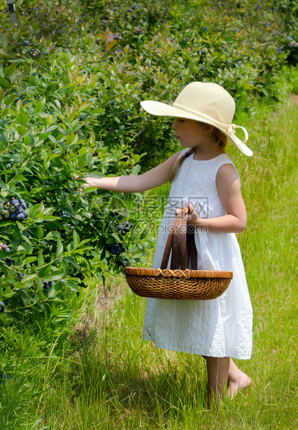 在美国西南密歇根州一个蓝莓草地上摘浆果图片