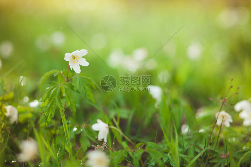 第一个春天的花朵是森林里的雪滴白色雪图片