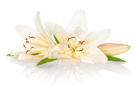 白色百合花图片 白色百合花素材 白色百合花高清图片 摄图网图片下载
