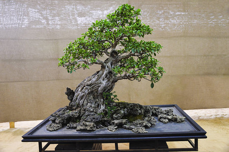 FicusRetusa树邦赛展览会PuneShivajinagar图片