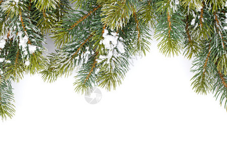 被雪覆盖的枞树枝在白色背景上被隔离图片