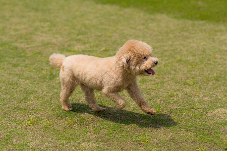 狗贵宾犬在公园里奔跑图片