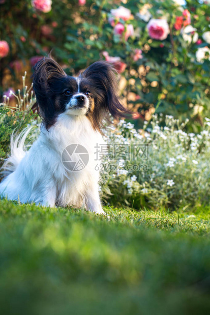 家庭宠物花园里的品种蝴蝶犬图片