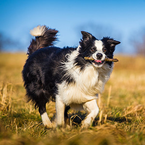 边境牧羊犬图片