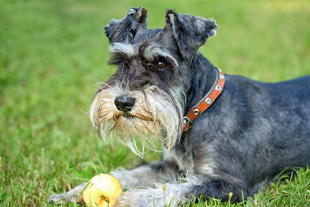 可爱的迷你Schnautzer躺在户外图片