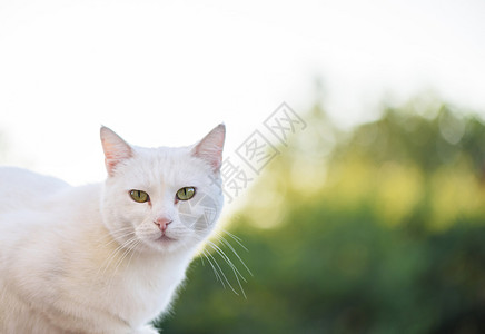 绿眼睛的白猫看着相机图片