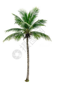 在白色背景上隔绝的椰子树用于广告装饰建筑图片
