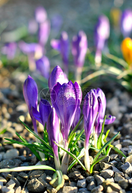 早春模糊背景下的紫色番红花垂直构图图片