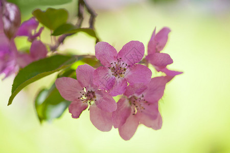 浅色背景上的粉红色苹果树花图片
