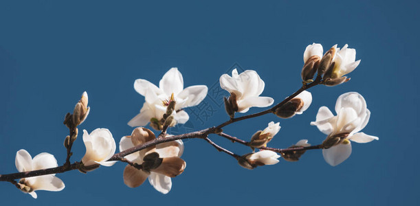 自然背景概念玉兰树开花在自然背景下开花木兰分支图片
