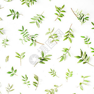 绿色树枝和白色背景的叶子平图片