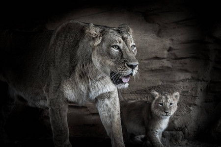 深色背景下雌狮与幼崽的单色肖像图片