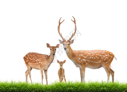白色背景与绿草隔绝的美丽水鹿家庭美丽图片