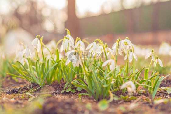 雪花莲春天的花朵在有阳光的森林里图片