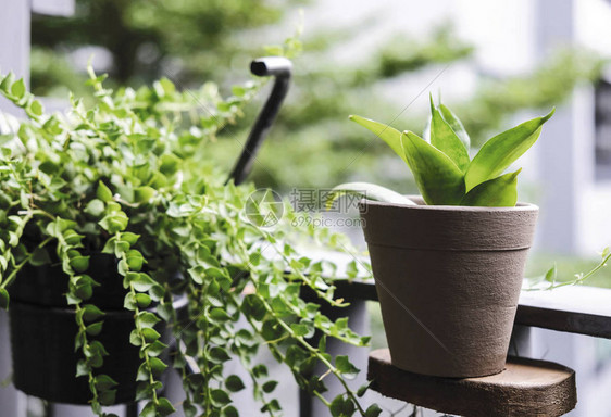 桑塞维里亚三头蛇或植物阳图片