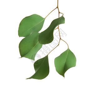 Eucalyptus树枝白背景图片