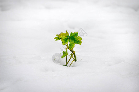 植物生长雪晕自然强图片