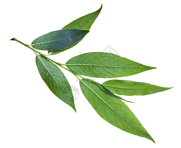 在白色背景上孤立的柳树Salixacutifolia图片