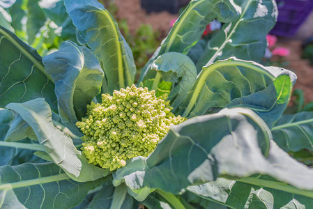 绿色罗马花椰菜在地上生图片