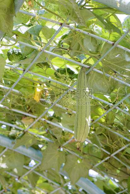 花园里新鲜的丝瓜植物图片