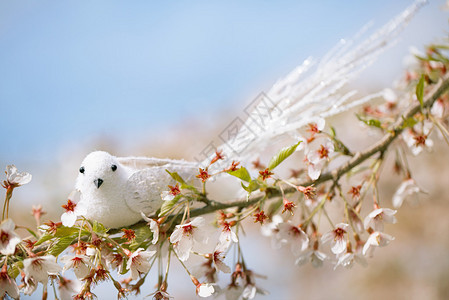 春天的小鸟樱花盛开图片