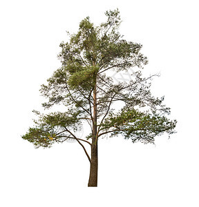孤立在白色背景上的一棵松树背景图片