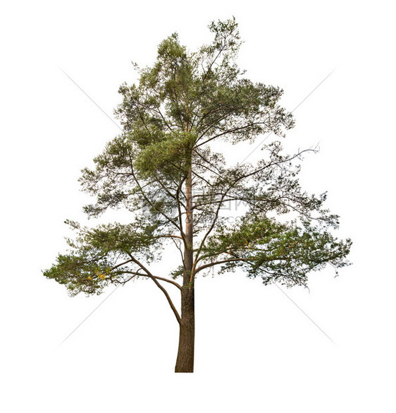 孤立在白色背景上的一棵松树图片