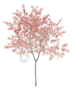 白背景上孤立的花桃树背景图片