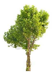 梧桐树背景图片-梧桐树背景素材-梧桐树底图-摄图网