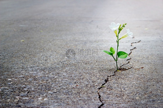 白花在裂缝街上生长柔软的焦图片