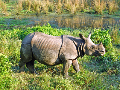尼泊尔Chitwan皇家国公园的印图片