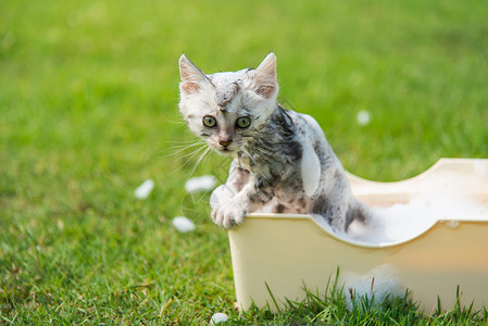 可爱的虎斑小猫在花园里洗澡图片