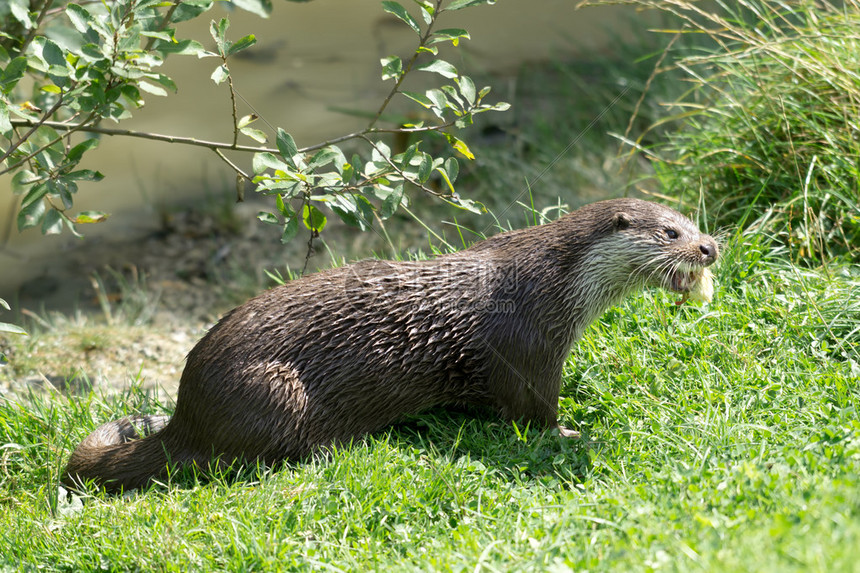 欧亚OtterLutra图片