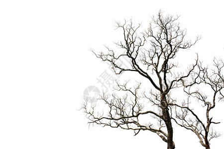 白色背景上的枯枝树孤立背景图片