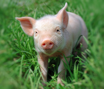 绿草上的小猪图片
