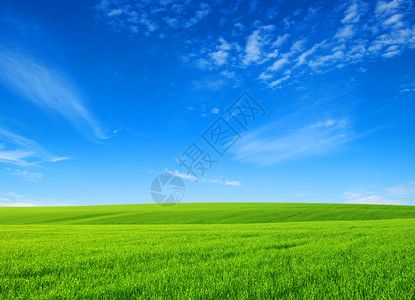 白云的绿草场图片