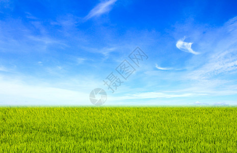 蓝天下的绿色田野美丽的自然背景图片