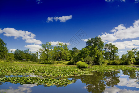 带池塘和树林的夏日风景图片