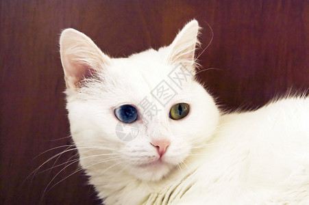 不同眼睛的白猫图片