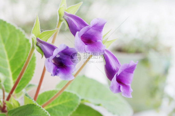 美丽的紫色花朵格洛希尼亚辛宁家图片