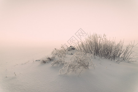 寒冷清晨冬天的贫雾田地带雪图片