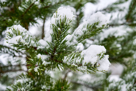 绿松覆盖着雪松枝覆盖着雪图片