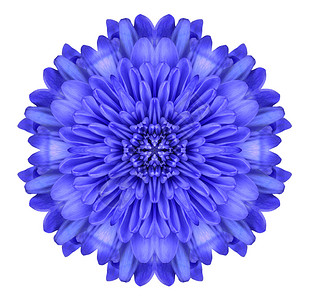 蓝色曼达拉克莱桑特姆花朵在白色背景图片