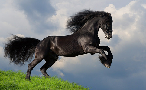 夏天弗里斯兰种马在田野里疾驰背景图片