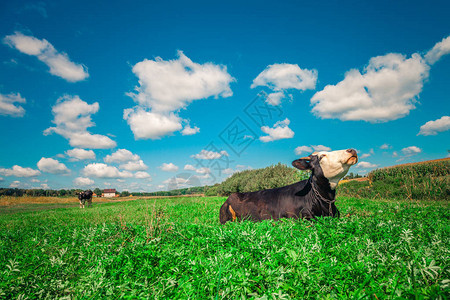 在绿色的田野和蓝天上的奶牛图片